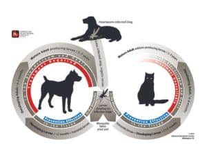 The lifecycle of heartworm disease in dogs and cats