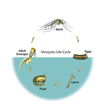 the life cycle of a mosquito