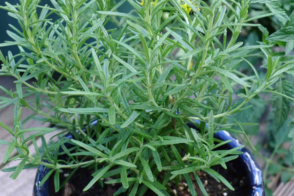 rosemary plant used to repel mosquitoes