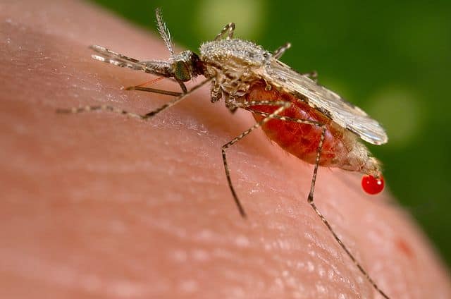 Diseases Spread By Mosquitoes