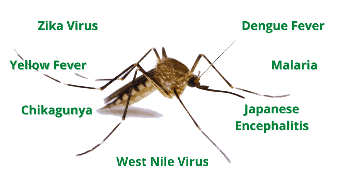 diseases-spread-by-mosquitoes-what-you-need-to-know-buzz-be-gone